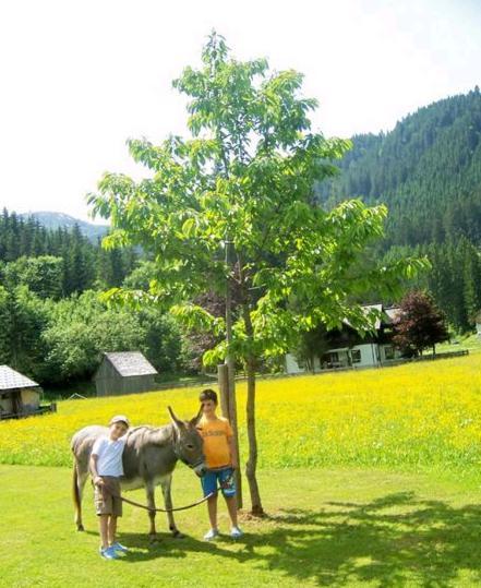 Hotel Gasthof Gosauschmied Zewnętrze zdjęcie